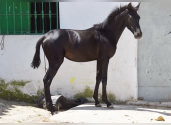 PRE, Klacz, 1 Rok, 139 cm, Kara