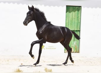 PRE, Klacz, 1 Rok, 139 cm, Kara