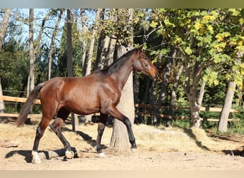 PRE Mix, Klacz, 1 Rok, 150 cm, Gniada