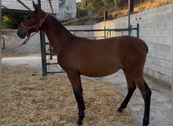 PRE, Klacz, 1 Rok, 152 cm, Gniada