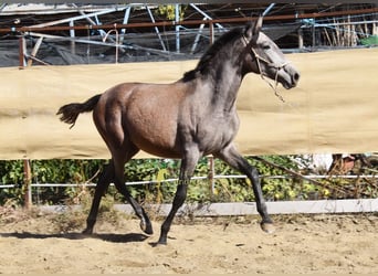 PRE, Klacz, 1 Rok, 155 cm, Siwa