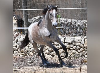 PRE Mix, Klacz, 1 Rok, 156 cm, Siwa