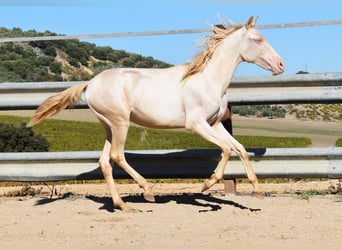 PRE Mix, Klacz, 1 Rok, 160 cm, Perlino