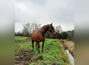 PRE, Klacz, 1 Rok, 163 cm, Gniada