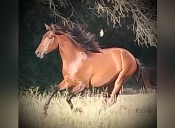 PRE, Klacz, 1 Rok, 163 cm, Jasnogniada