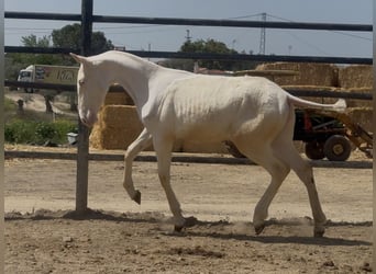 PRE Mix, Klacz, 1 Rok, 165 cm, Cremello