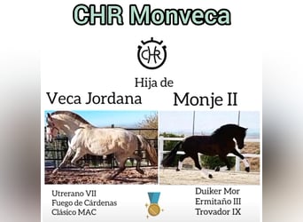 PRE Mix, Klacz, 1 Rok, 167 cm, Ciemnogniada