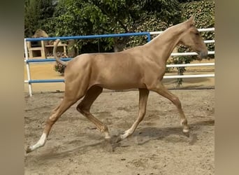 PRE Mix, Klacz, 1 Rok, 167 cm, Izabelowata