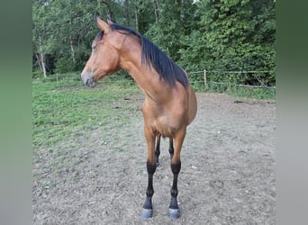 PRE, Klacz, 1 Rok