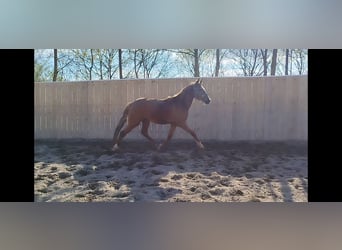 PRE Mix, Klacz, 2 lat, 150 cm, Kasztanowata