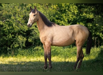 PRE, Klacz, 2 lat, 151 cm, Jelenia