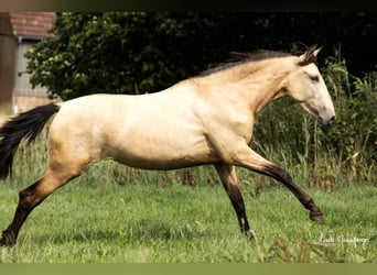 PRE, Klacz, 2 lat, 151 cm, Jelenia