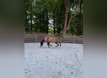 PRE, Klacz, 2 lat, 152 cm, Bułana
