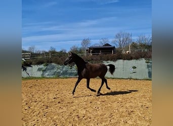 PRE, Klacz, 2 lat, 154 cm, Kara
