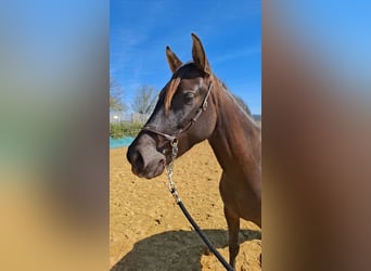 PRE Mix, Klacz, 2 lat, 154 cm, Kara