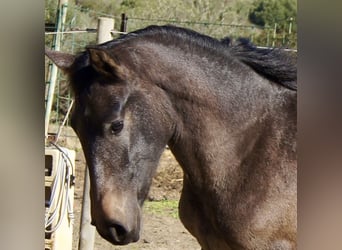 PRE, Klacz, 2 lat, 154 cm, Siwa