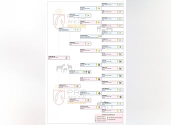 PRE, Klacz, 2 lat, 155 cm, Bułana