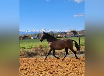 PRE Mix, Klacz, 2 lat, 155 cm, Formy Brown Falb