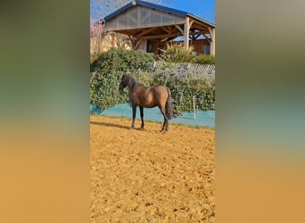 PRE Mix, Klacz, 2 lat, 155 cm, Formy Brown Falb