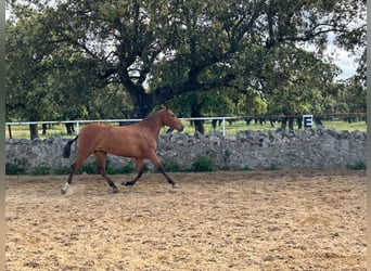 PRE Mix, Klacz, 2 lat, 159 cm, Gniada