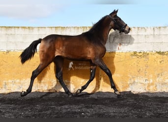 PRE, Klacz, 2 lat, 160 cm, Bułana