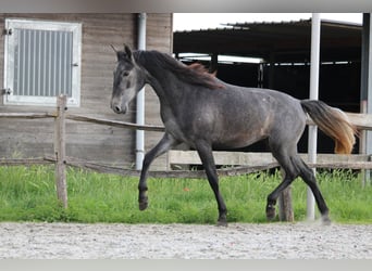 PRE Mix, Klacz, 2 lat, 160 cm, Siwa