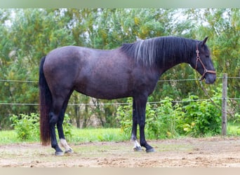 PRE Mix, Klacz, 2 lat, 161 cm, Siwa
