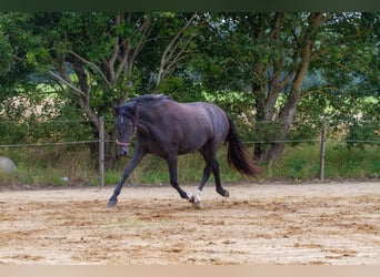 PRE Mix, Klacz, 2 lat, 161 cm, Siwa
