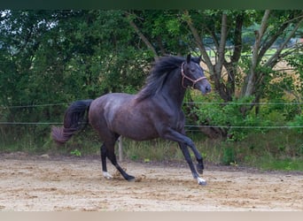 PRE Mix, Klacz, 2 lat, 161 cm, Siwa