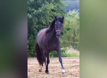 PRE Mix, Klacz, 2 lat, 161 cm, Siwa