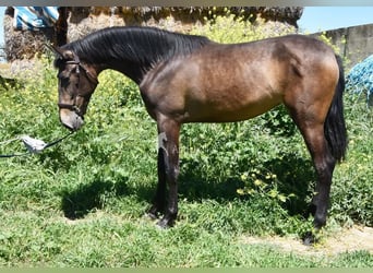 PRE, Klacz, 2 lat, 162 cm, Bułana