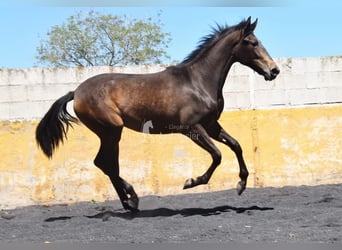 PRE, Klacz, 2 lat, 162 cm, Bułana