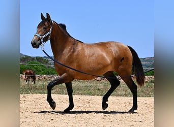 PRE Mix, Klacz, 2 lat, 162 cm, Bułana