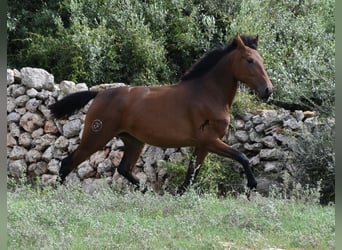 PRE, Klacz, 2 lat, 162 cm, Gniada