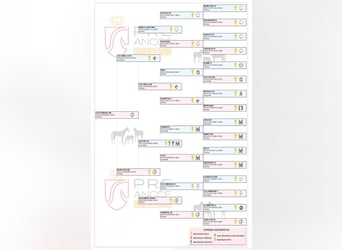 PRE, Klacz, 2 lat, 164 cm, Siwa w hreczce
