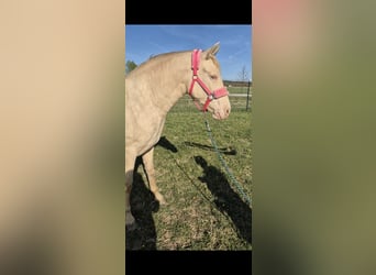 PRE, Klacz, 2 lat, 165 cm, Perlino