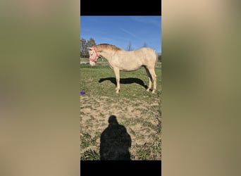 PRE, Klacz, 2 lat, 165 cm, Perlino