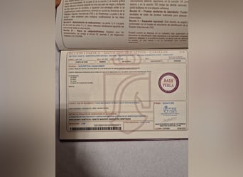 PRE, Klacz, 2 lat, 165 cm, Perlino