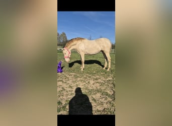 PRE, Klacz, 2 lat, 165 cm, Perlino