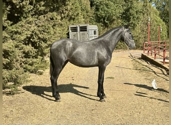 PRE Mix, Klacz, 2 lat, 165 cm, Siwa
