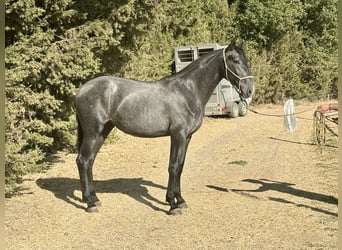 PRE Mix, Klacz, 2 lat, 165 cm, Siwa