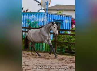 PRE, Klacz, 2 lat, 165 cm, Siwa