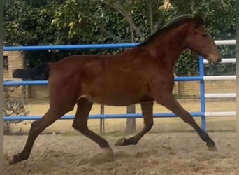 PRE Mix, Klacz, 2 lat, 167 cm, Gniada