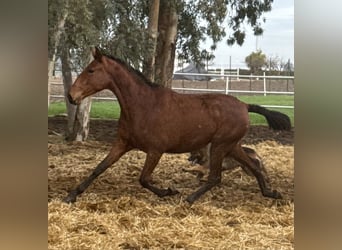 PRE Mix, Klacz, 2 lat, 167 cm, Gniada
