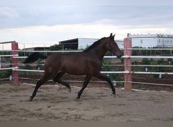 PRE Mix, Klacz, 2 lat, 170 cm, Gniada