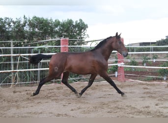 PRE Mix, Klacz, 2 lat, 170 cm, Gniada