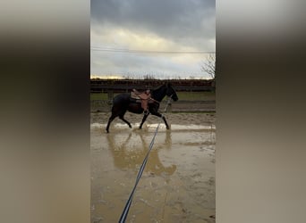 PRE Mix, Klacz, 3 lat, 150 cm, Kara