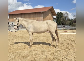 PRE Mix, Klacz, 3 lat, 150 cm