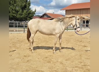 PRE Mix, Klacz, 3 lat, 150 cm