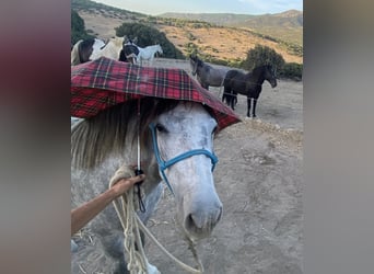 PRE Mix, Klacz, 3 lat, 150 cm, Siwa